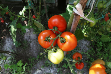 Healthy Eating - beautiful tomato and cucumber growing in a greenhouse