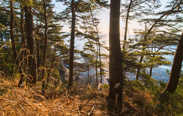 Naklejka premium Morning in red pine forest