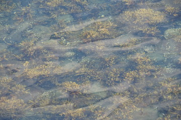 Ocean Floor with Rocks and Plants 