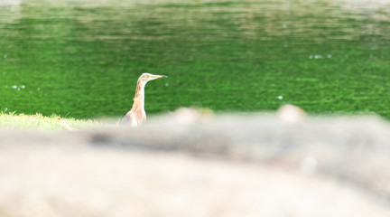Egret standing behind rocks and blurred green water background.