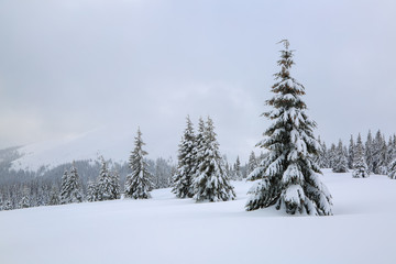 Majestic winter scenery. On the lawn covered with snow the nice trees are standing poured with snowflakes in frosty day. Touristic resort Carpathian, Ukraine, Europe.