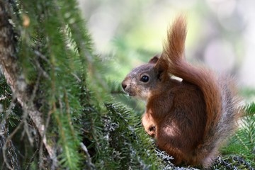 squirrel eating nut