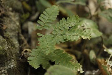 fern in forest