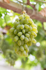 Grapes harvesting - white grape in a vineyard in sunny weather