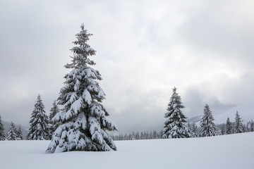 The fluffy fir trees in the snowdrifts covered with snow on the lawn. Beautiful landscape on the cold winter foggy morning. Scenery for the tourists. Christmas holidays.