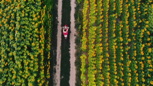 Aerial, top drone footage view. Young woman rides retro scooter or moped (motorcycle) between sunflower fields on country road at sunset light. 