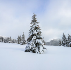 The fluffy fir trees in the snowdrifts covered with snow on the lawn. Beautiful landscape on the cold winter foggy morning. Scenery for the tourists. Christmas holidays.