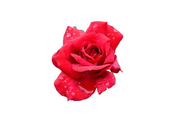 red rose blooming with drop of water on white background