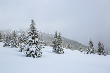 From the lawn, a panoramic view of the covered with frost trees in the snowdrifts, high mountain with snow white peaks. Beautiful landscape on the cold winter foggy morning.