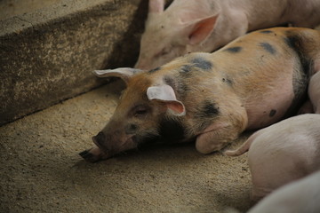Pigs in farm