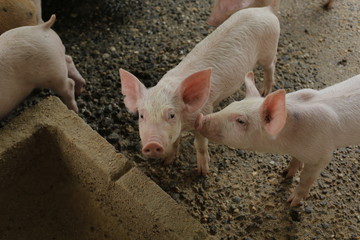Pigs in farm