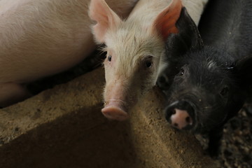 Pigs in farm