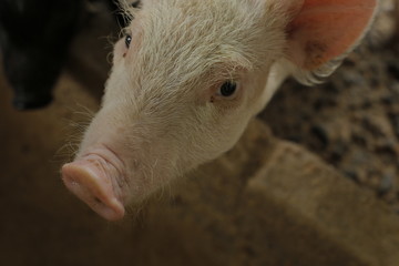 Pigs in farm