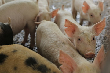 pigs in farm