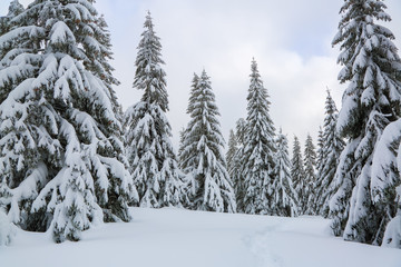 Winter landscape. Pine trees stand in snow swept mountain meadow. Footpath leads to the mysterious foggy forest. Touristic place for rest the Carpathian, Ukraine.