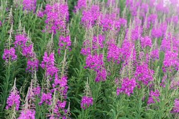 Flowering plants of fireweed, Epilobium angustifolium