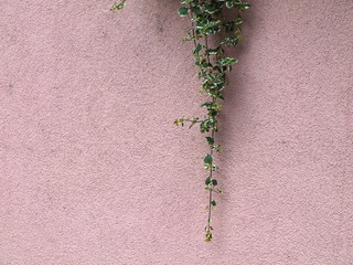 Rosa liche Mauer mit  grüne Pflanzen 