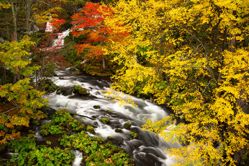Panele Szklane  kolorowa jesień w lesie