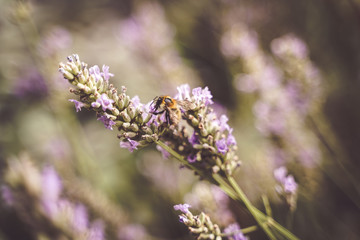bourdon qui butine des fleurs de lavande