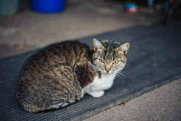 Cat lying in the yard on the street.