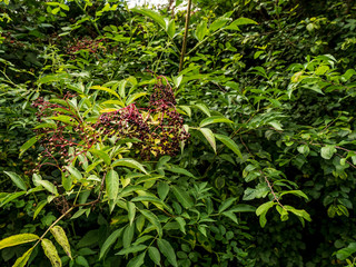 OLYMPUS DIGITAL CAMERA - SELECTIVE FOCUS