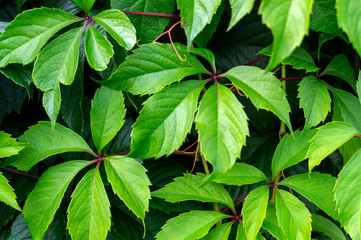 wild grape leaves with close-up on a Sunny day
