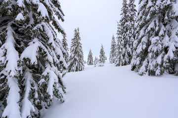 The fluffy fir trees in the snowdrifts covered with snow on the lawn. Beautiful landscape on the cold winter foggy morning. Scenery for the tourists. Christmas holidays.