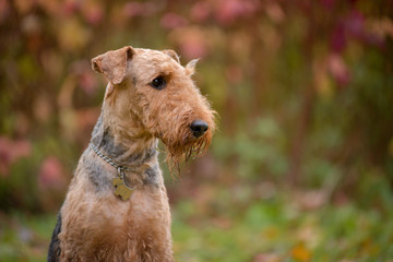 Dog breed the Airedale Terrier in the autumn portrait