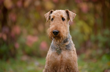 Dog breed the Airedale Terrier in the autumn portrait