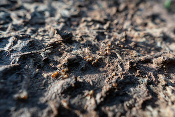 Many termites are foraging