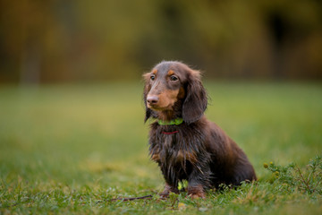 Puppy breed Dachshund in the autumn sitting in the grass on the background of autumn forest, wet from the rain
