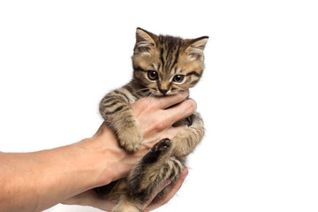 young woman holding a little kitten in her arms