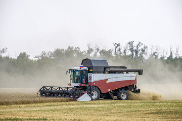 Harvester in dust clubs at work on the harvest of wheat on a huge field in the summer. Thus, the birth of bread occurs.