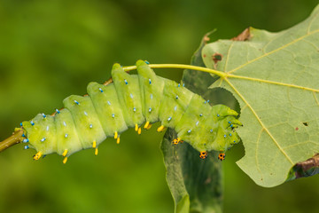 Cecropia Moth Caterpillar (Hyalophora cecropia)