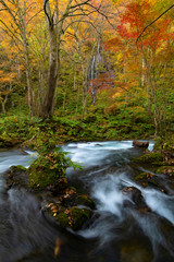 river in the forest
