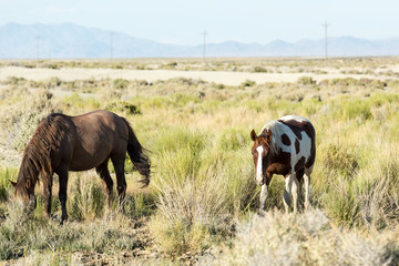 Wild horses grazing next to the Black Rock desert