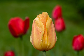 Red and yellow tulips with raindrops on a background of green grass