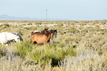 Wild horses grazing next to the Black Rock desert