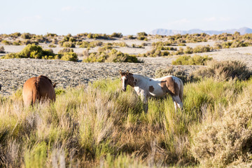 Fototapeta premium Wild horses grazing next to the Black Rock desert