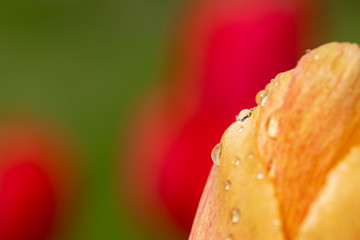 Naklejka na ściany i meble Tulips with raindrops closeup. Drops in the dew drops