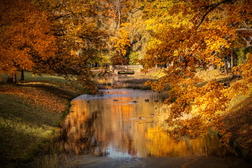 Fototapeta na wymiar Golden autumn in Alexander Park near Tsarskoye Selo. The city of Pushkin, Leningrad region. View on the bridge.