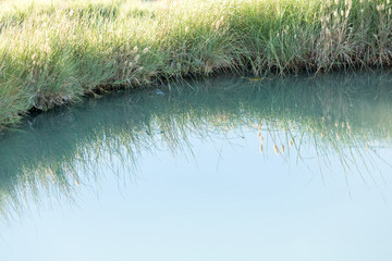 Hot spring oasis in the Black Rock desert