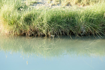 Hot spring oasis in the Black Rock desert