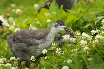 Chicks eat grass