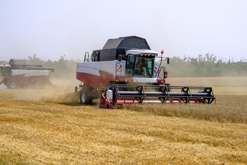 Agricultural combines in dust clubs harvest wheat on a huge field in the summer. Thus, the birth of bread occurs.