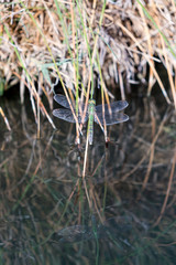 Dragonfly sits calmly near a hot spring oasis in the Black Rock desert