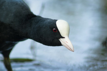 Coot close up