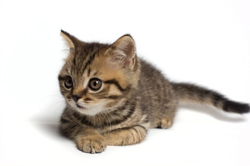 Fototapeta premium Portrait of a surprised cat Scottish Straight, closeup, isolated on white background
