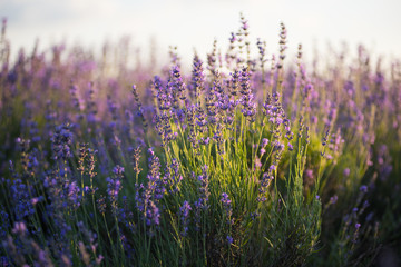 Lavender field at sunset.