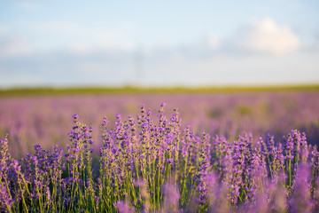 Naklejka premium Lavender field at sunset.